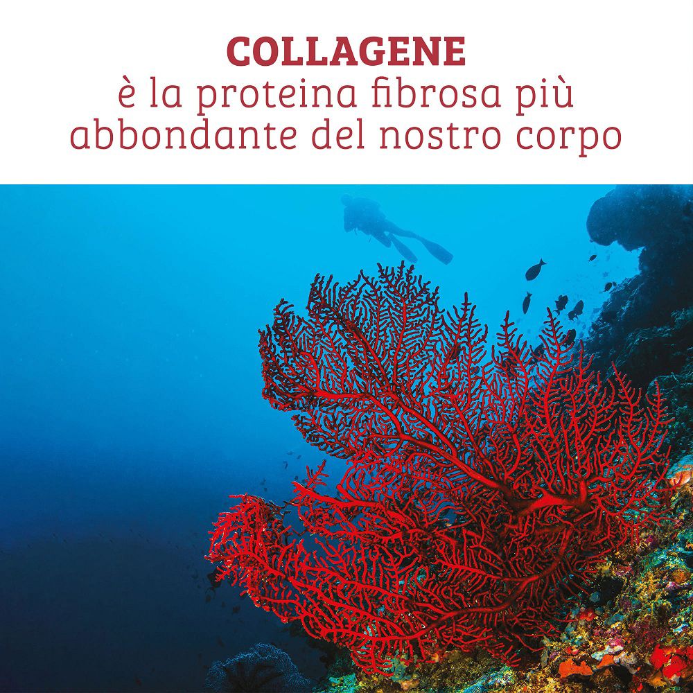 Unterwasseraufnahme mit Korallen und Taucher, Text "Collagen ist das häufigste Protein in unserem Körper".