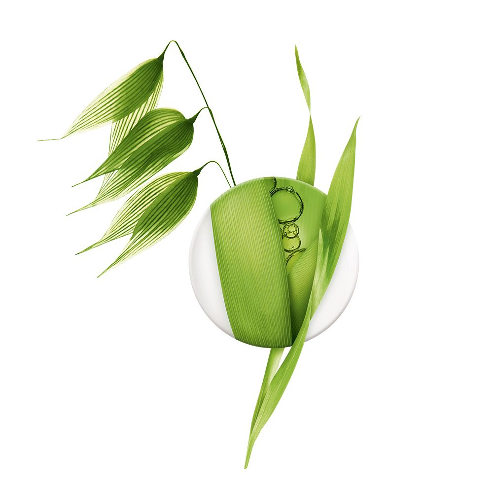 Plante verte avec feuilles. Sur fond blanc.