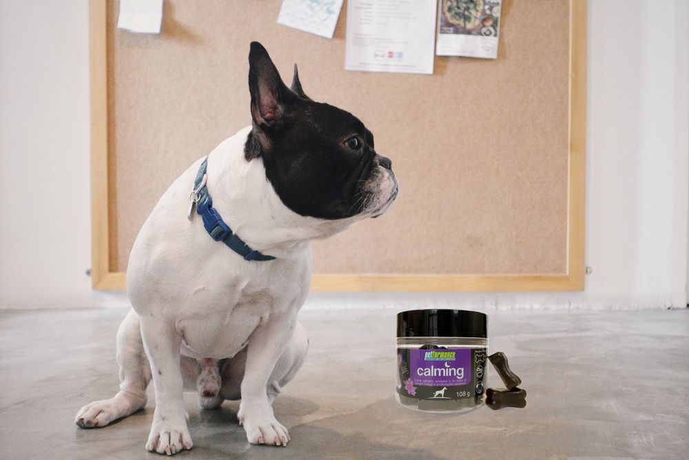 Bouledogue français près d'un pot Petformance Calming et friandises en forme d'os. Sur mur en liège.