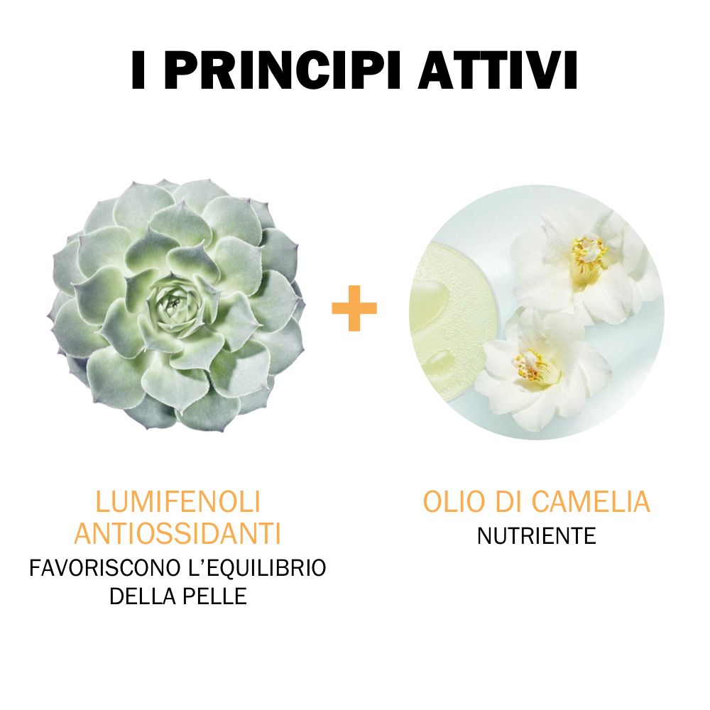 Illustrazione di ingredienti: Succulenta e fiori. Testo: Lumifenoli antiossidanti, Olio di camelia.