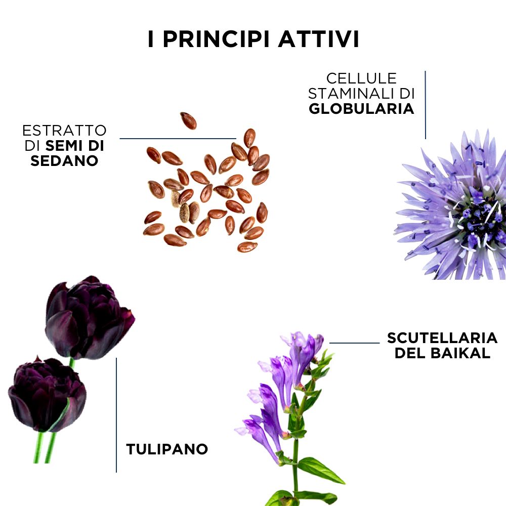 Image de graines, tulipes et fleurs. Texte: I PRINCIPI ATTIVI. Étiquettes: Estratto di semi di sedano, Tulipano, Scutellaria del Baikal.