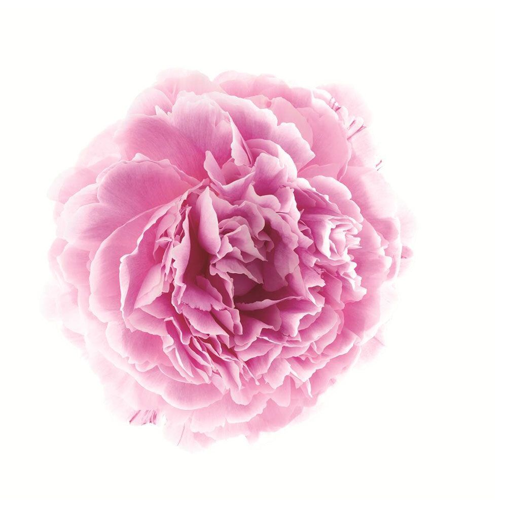 Primo piano di un fiore di peonia rosa su sfondo bianco. Petali in diverse tonalità di rosa.
