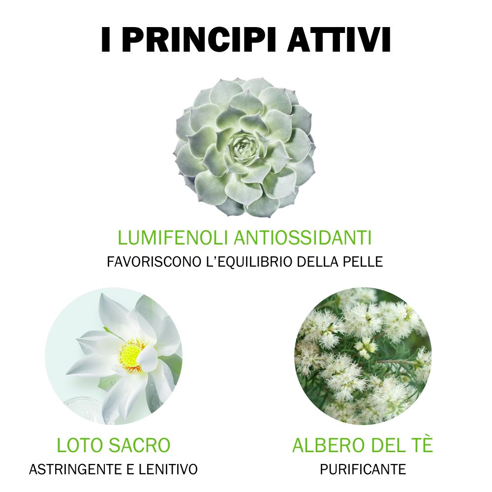 Tre immagini di piante e testo: I PRINCIPI ATTIVI, Loto Sacro, Albero del Tè.