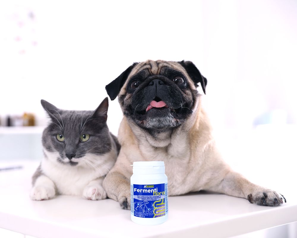 Un carlino e un gatto seduti accanto a un flacone di Fermenti flora.
