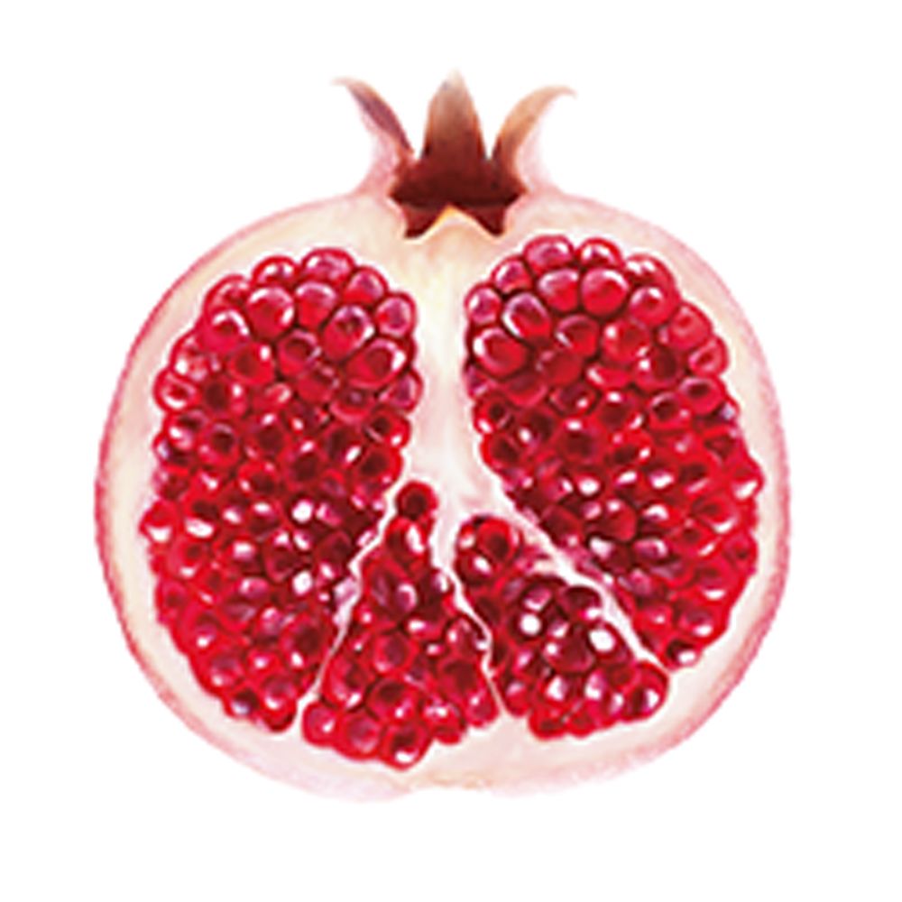 Illustrazione di melograno a metà. Semi rossi, buccia marrone. Sfondo bianco.