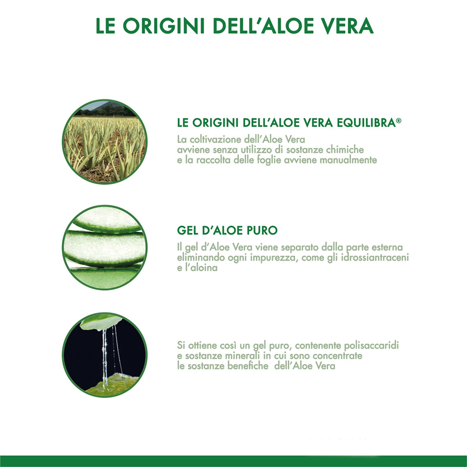 Illustrazioni: coltivazione aloe vera, gel puro, foglia aloe vera. Testo: Origini dell'aloe vera Equilibra.