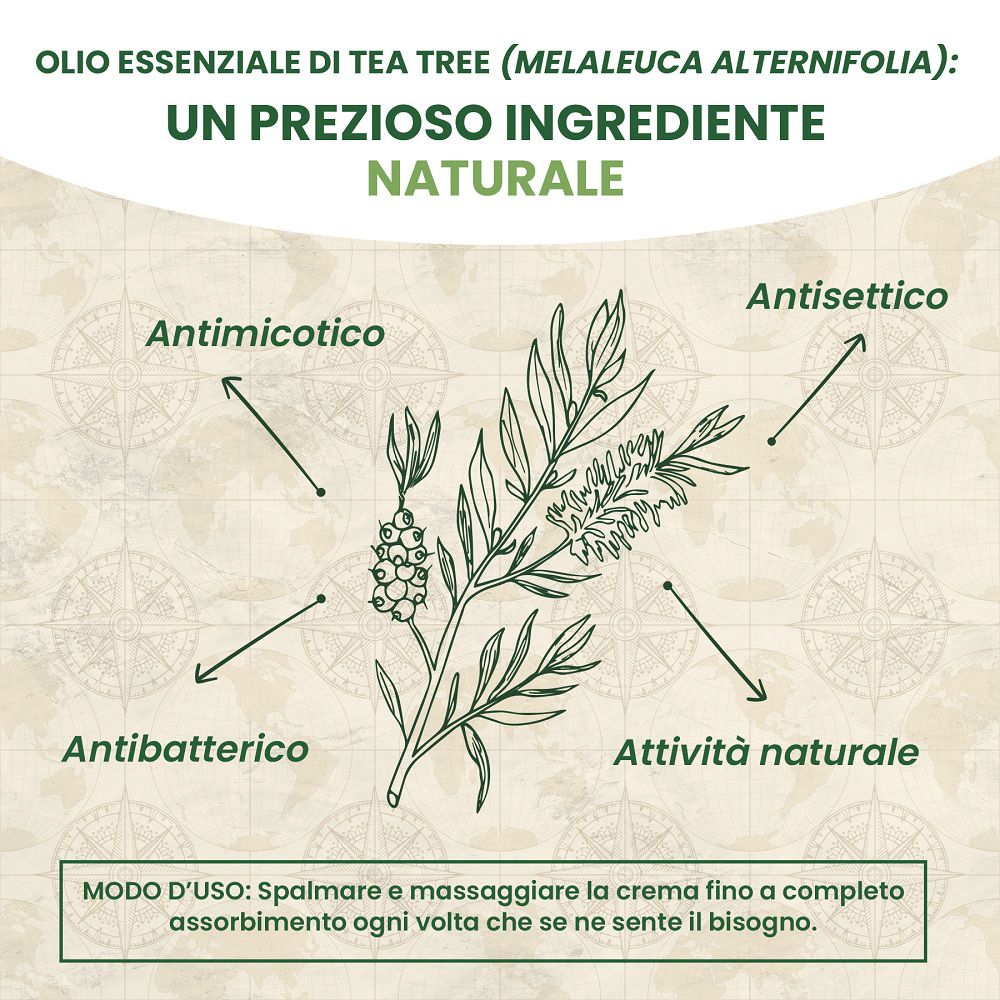 Teeblatt-Illustration mit Pfeilen, die auf "Antimicotico", "Antisettico", "Antibatterico" zeigen.