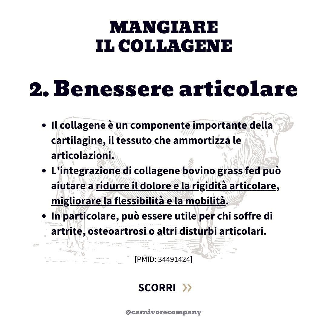 Un testo intitolato "MANGIARE IL COLLAGENE" con il titolo "2. Benessere articolare". Il testo descrive i benefici del collagene per le articolazioni, tra cui la riduzione del dolore e della rigidità. È presente anche un'illustrazione di una mucca.