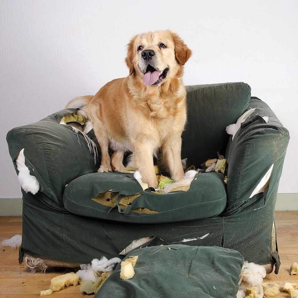 CME Stressless Dog
