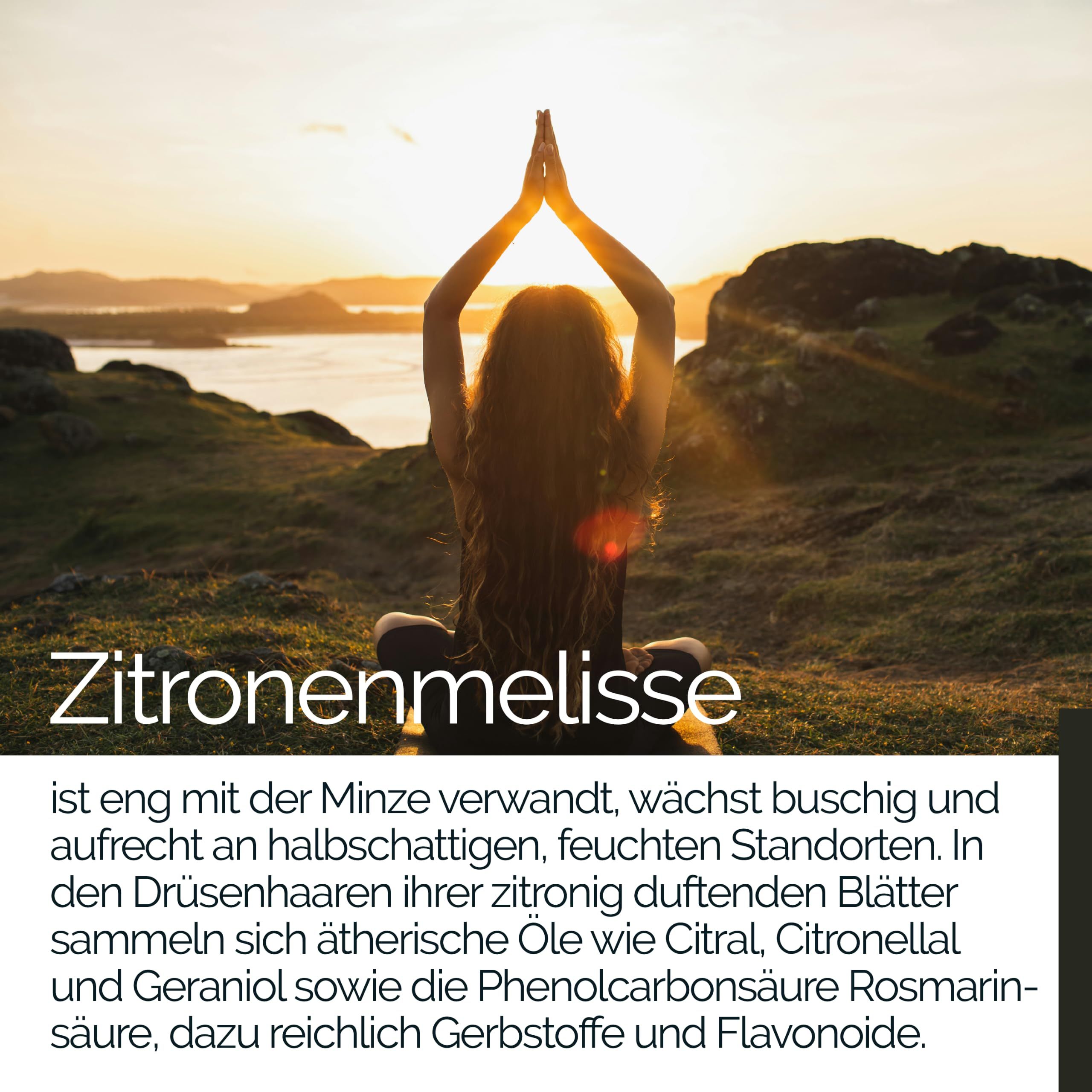 TAVI® Zitronenmelisse Extrakt Kapseln (Melisse, Lemon Balm, Rosmarinsäure)