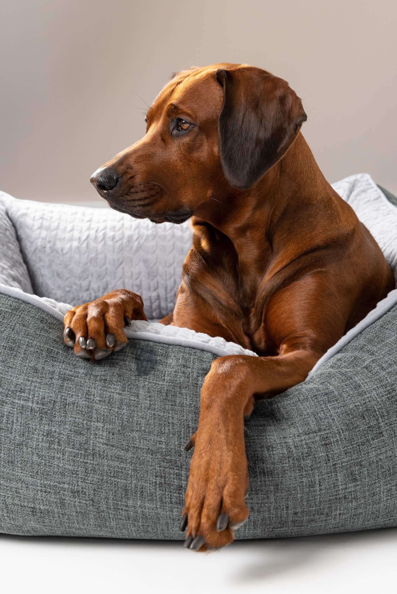 Graues Hundebett mit grauem Innenfutter. Ein brauner Hund liegt im Bett. TrendPet VitaBed-Logo.