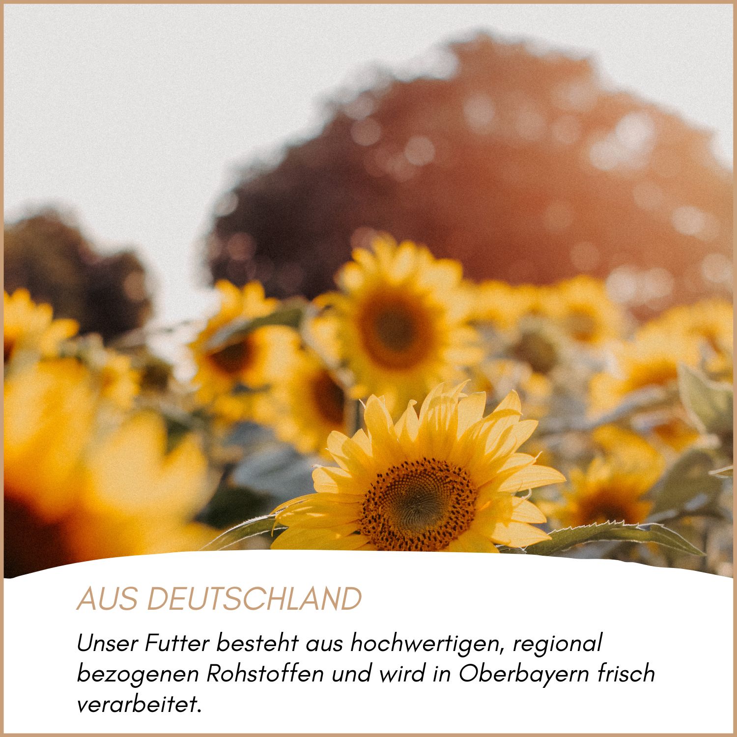 Sonnenblumenfeld mit gelben Blüten. Text: Aus Deutschland. Unser Futter besteht aus hochwertigen, regional bezogenen Rohstoffen und wird in Oberbayern frisch verarbeitet.
