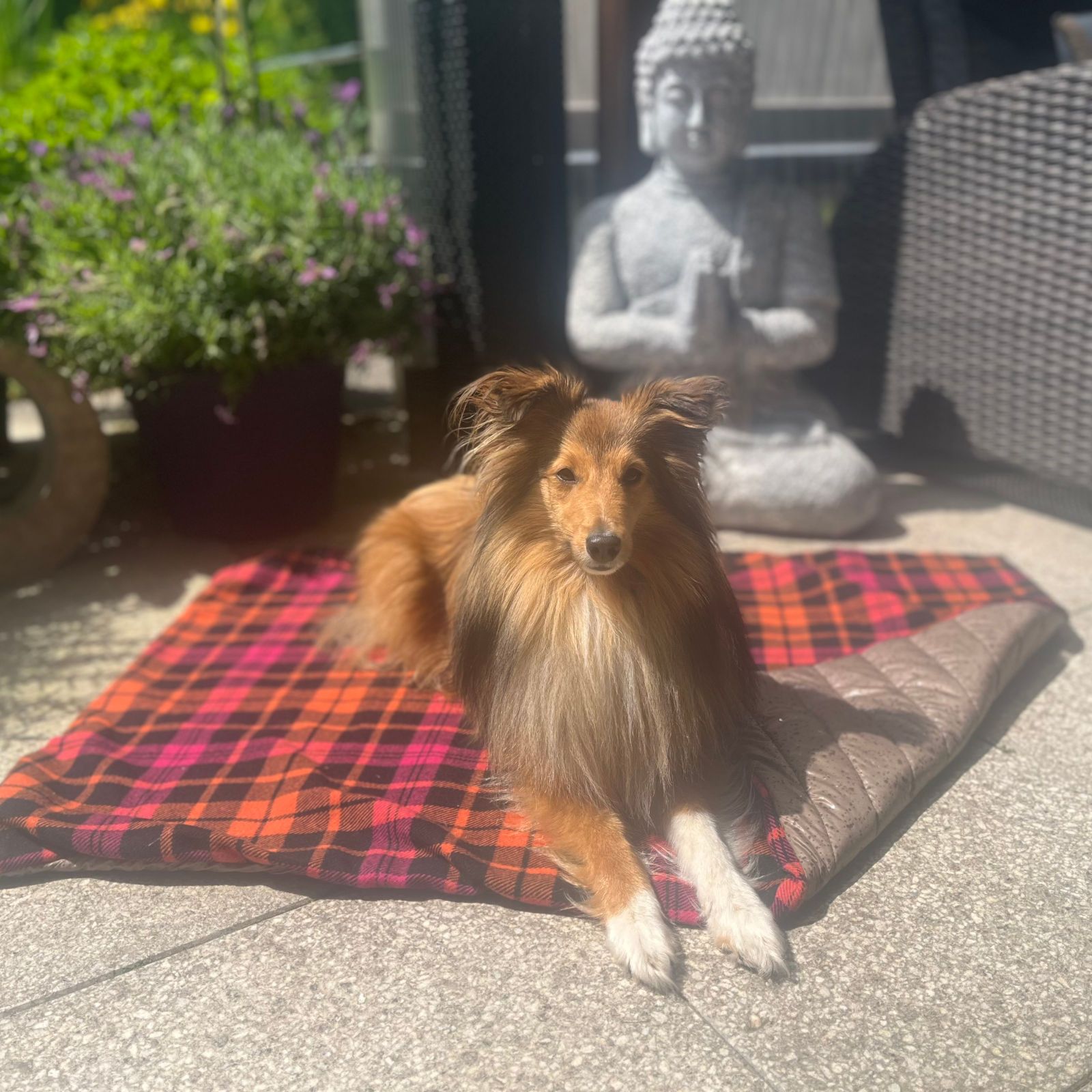 Fashion Dog Double-Face Hundedecke