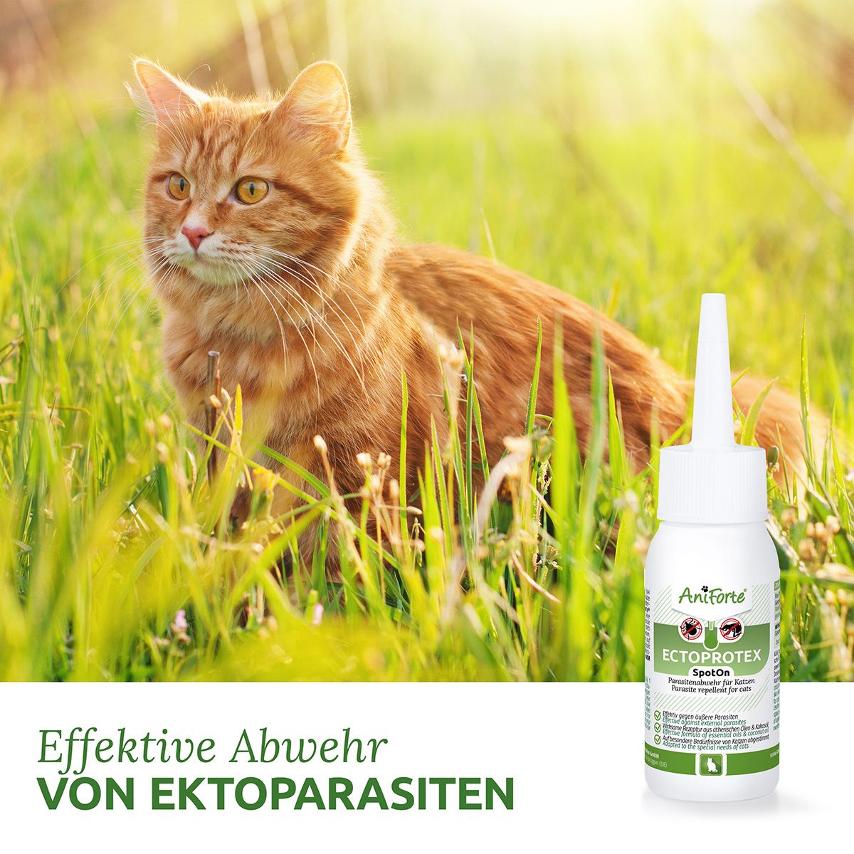 AniForte Ectoprotex Spot-on für Katzen 50 ml Tropfen