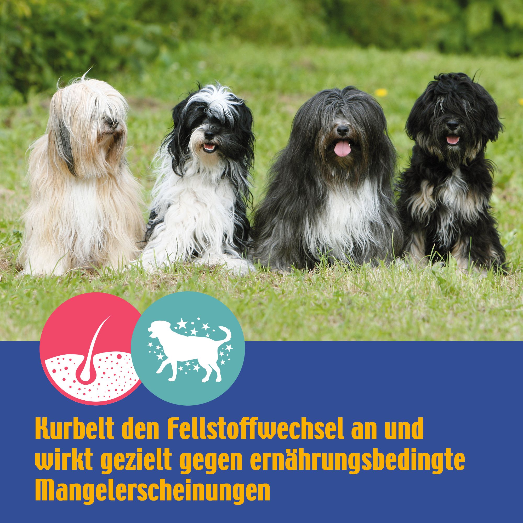 Vier Hunde sitzen nebeneinander auf einer Wiese. Text: Kurbelt den Fellstoffwechsel an und wirkt gezielt gegen ernährungsbedingte Mangelerscheinungen.