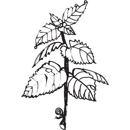 Alteya Organics Grünes Minzöl 100%