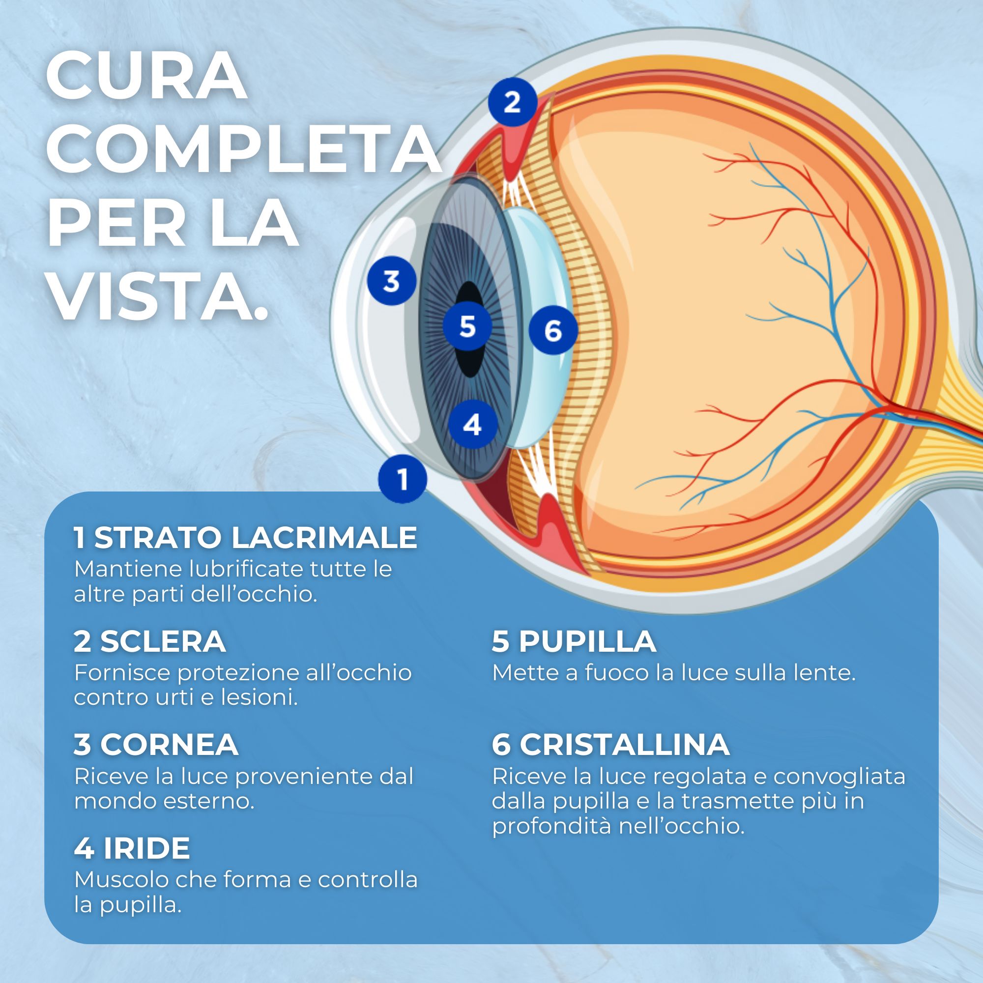 Infografica dell'occhio con scritte: cornea, pupilla, cristallino, iride, ecc.