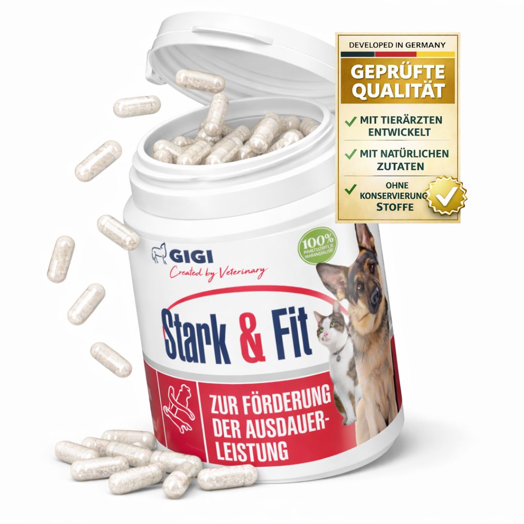 GIGI VET Stark & Fit, Dose mit Kapseln. Kapseln fallen aus der Dose. Geprüfte Qualität. Mit Tierärzten entwickelt.