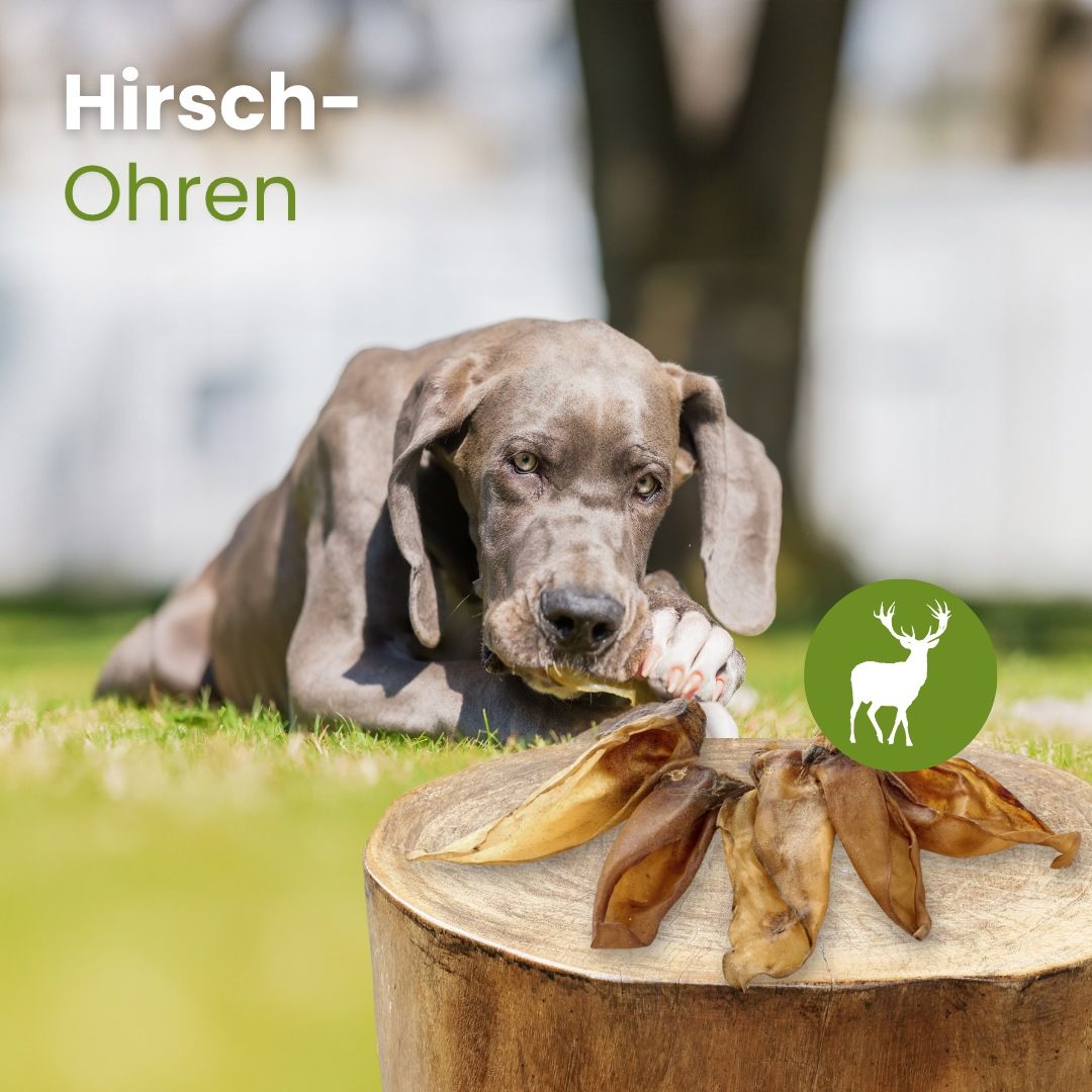 Ein Hund kaut auf einem großen, gebräunten Knochen. Mehrere Hirsch-Ohren liegen daneben.