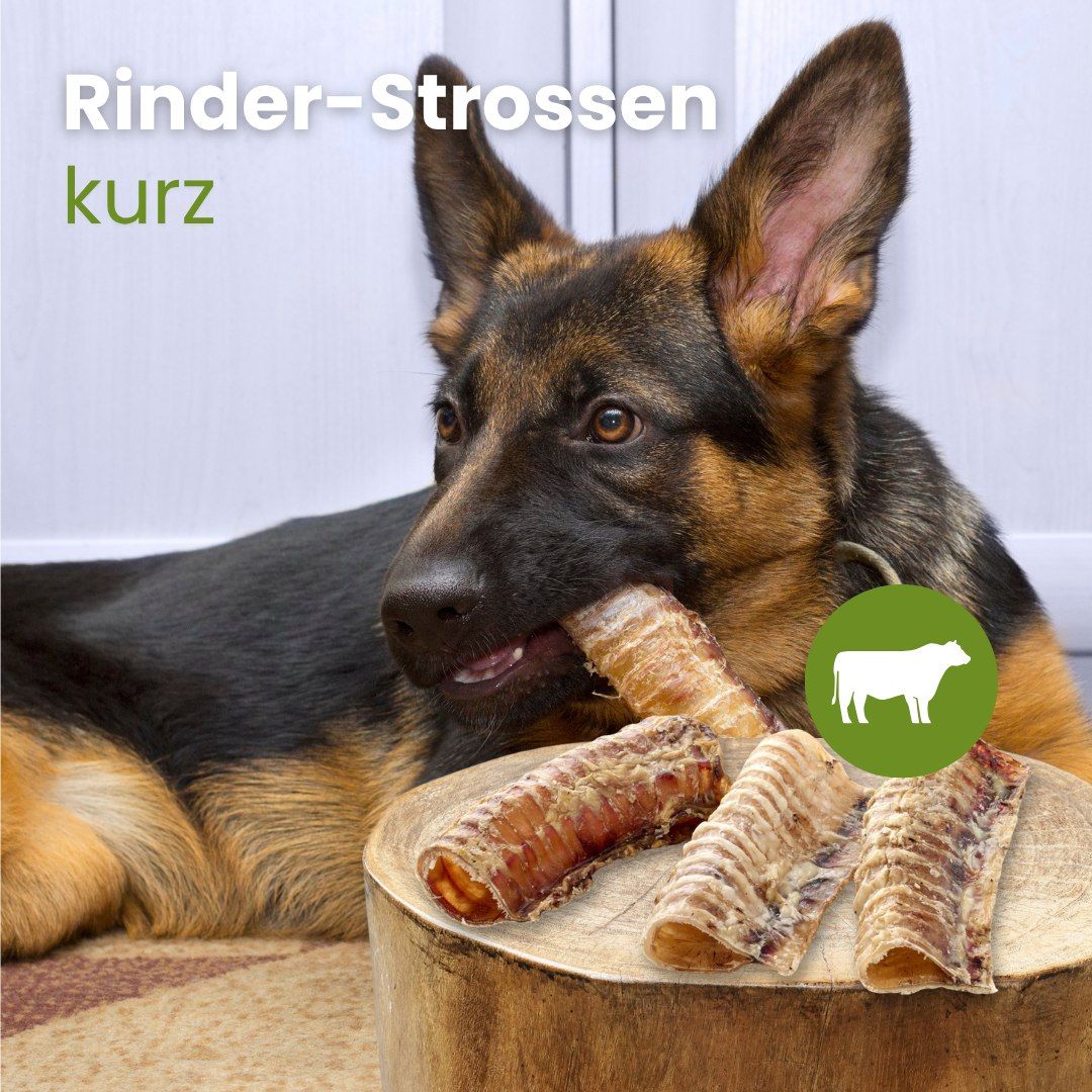 Kurze Rinder-Strossen auf weißem Hintergrund. Natürliche Hundekauartikel.