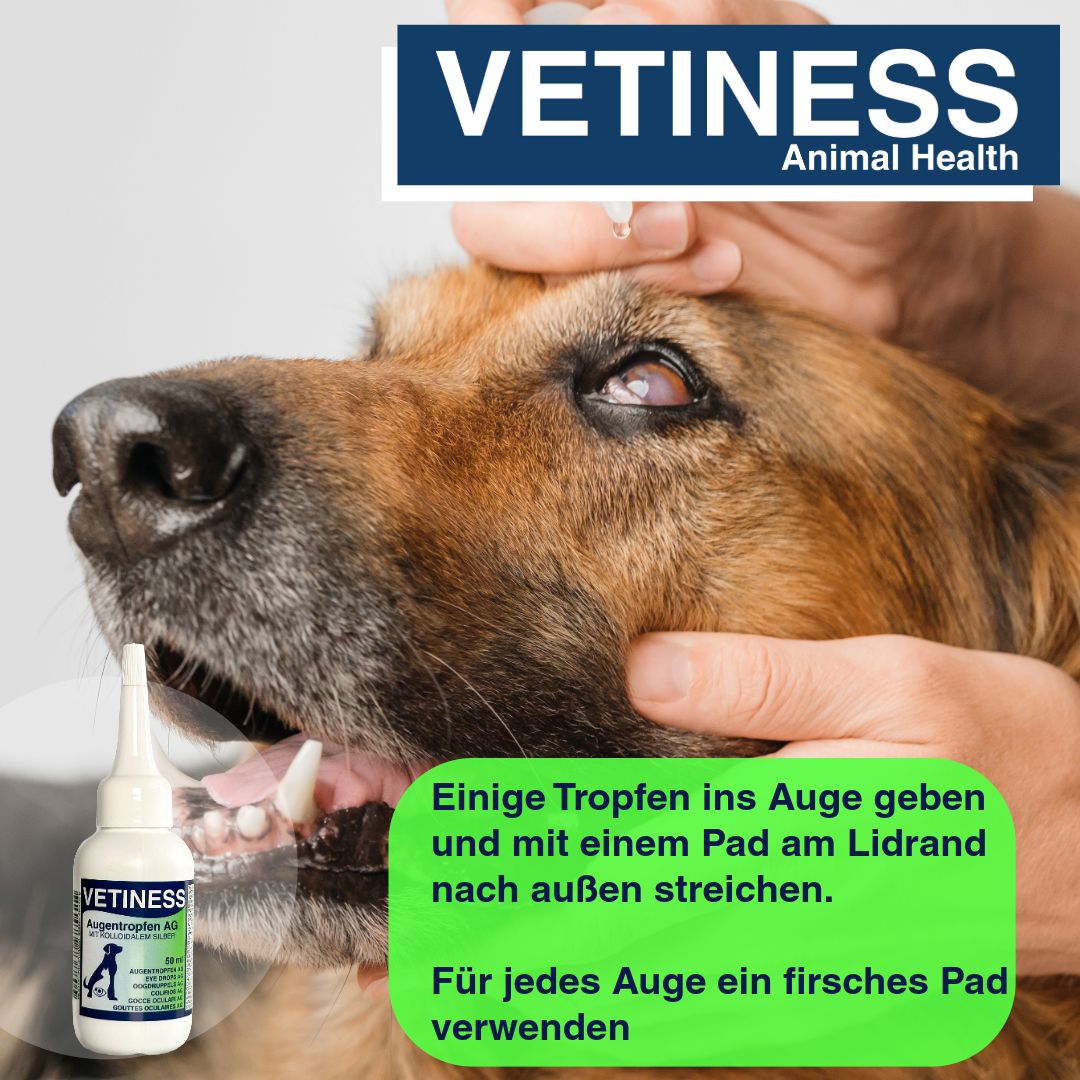 Hände geben Augentropfen in ein Hundeauge. Text: Einige Tropfen ins Auge geben und mit einem Pad am Lidrand nach außen streichen.