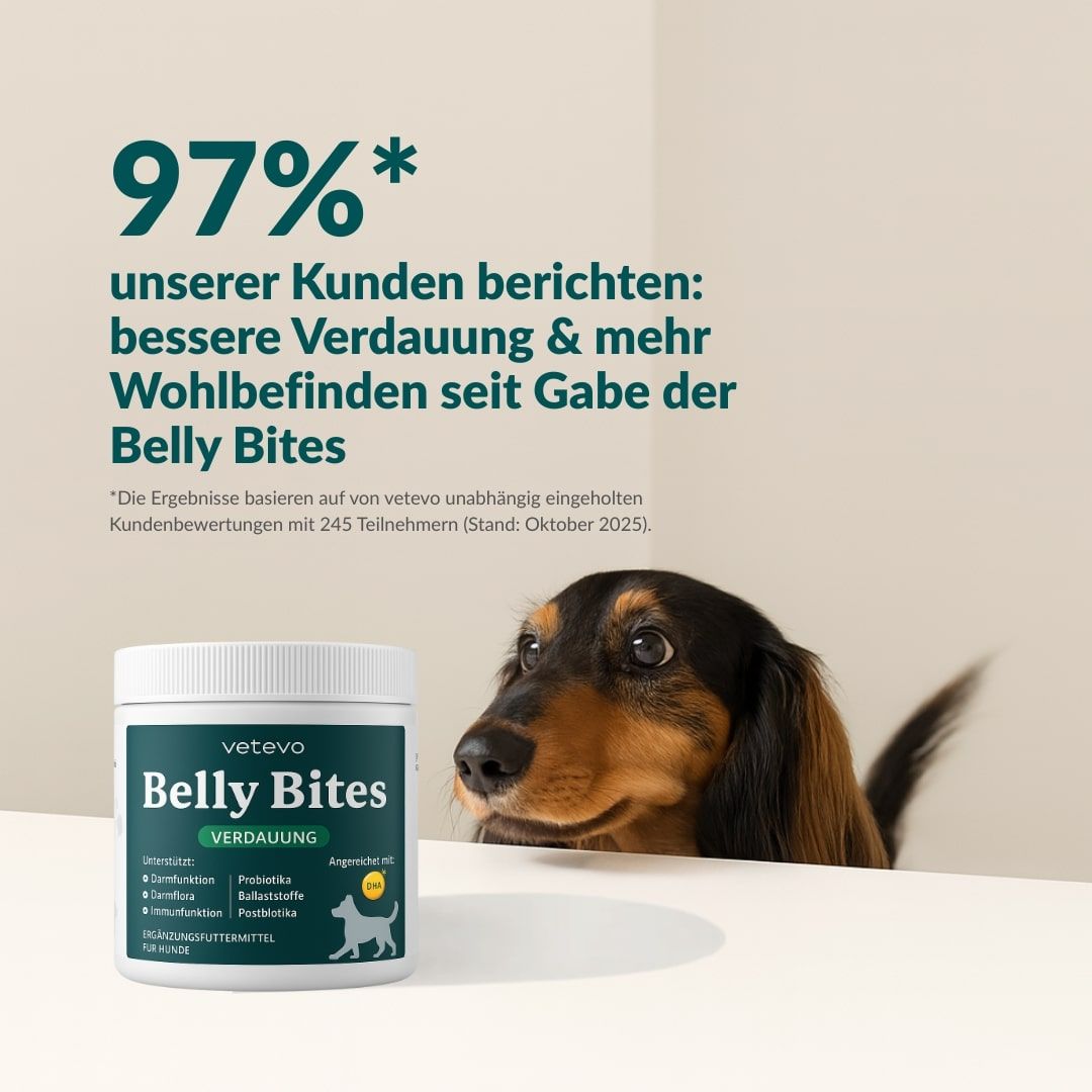 Produkt Belly Bites und Hund. Text: 97% unserer Kunden berichten: bessere Verdauung & mehr Wohlbefinden. Hund schaut über Dose.