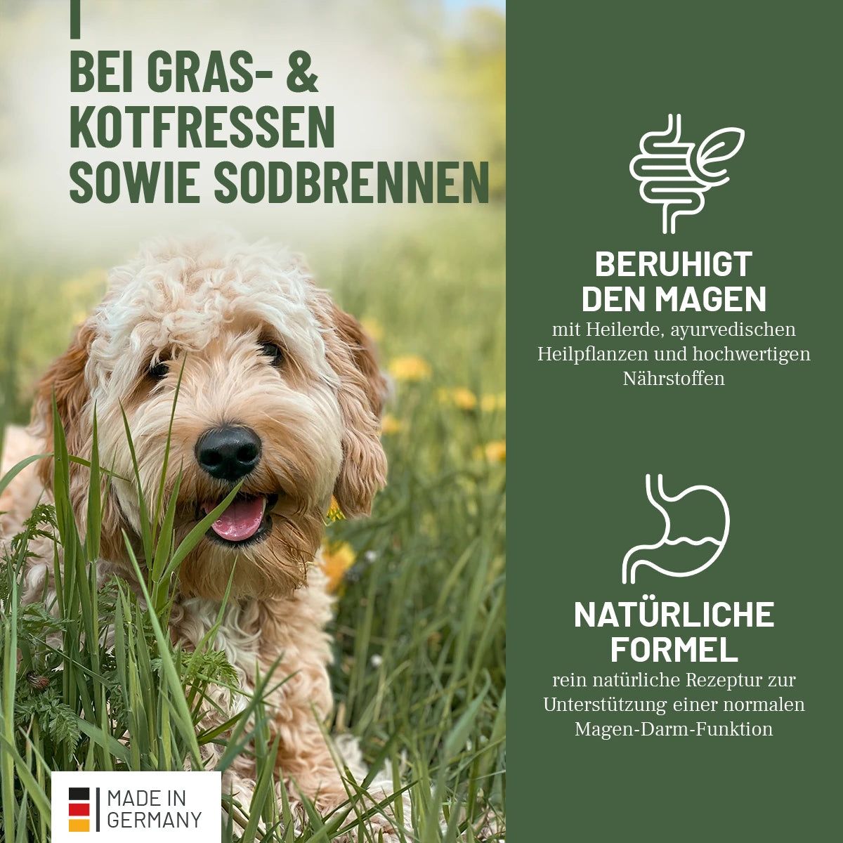 Hund im Gras. Text: Bei Gras- & Kotfressen sowie Sodbrennen. Illustrationen: beruhigt den Magen, natürliche Formel.