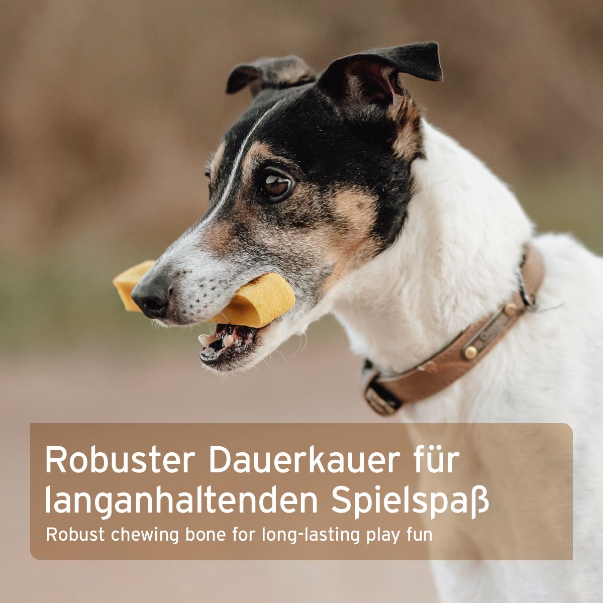 Hund mit Käsekauknochen im Maul. Text: Robuster Dauerkaue für langanhaltenden Spielspaß.