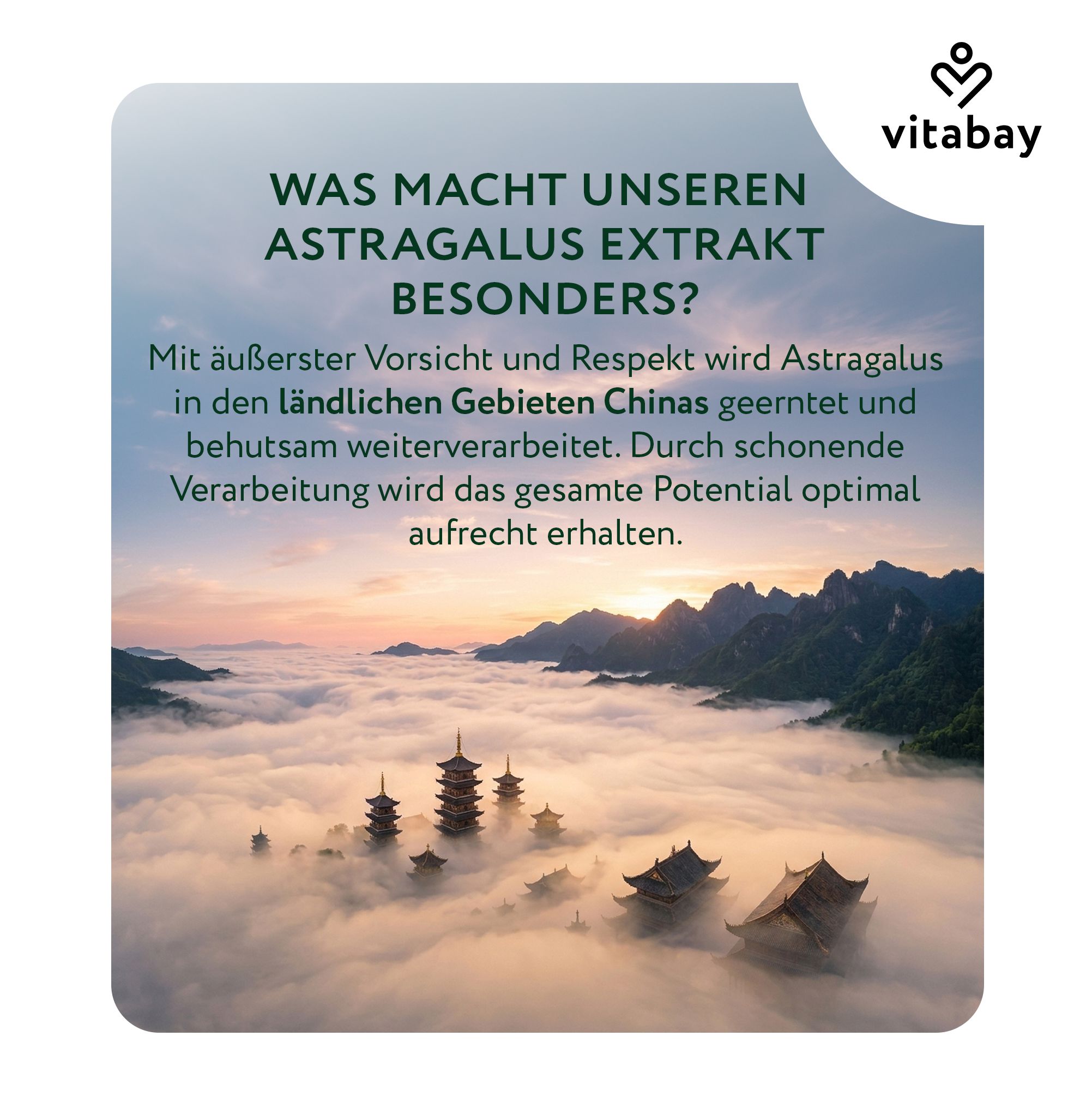 Vitabay Astragalus Extrakt: Geerntet in China, schonende Verarbeitung, volles Potenzial.