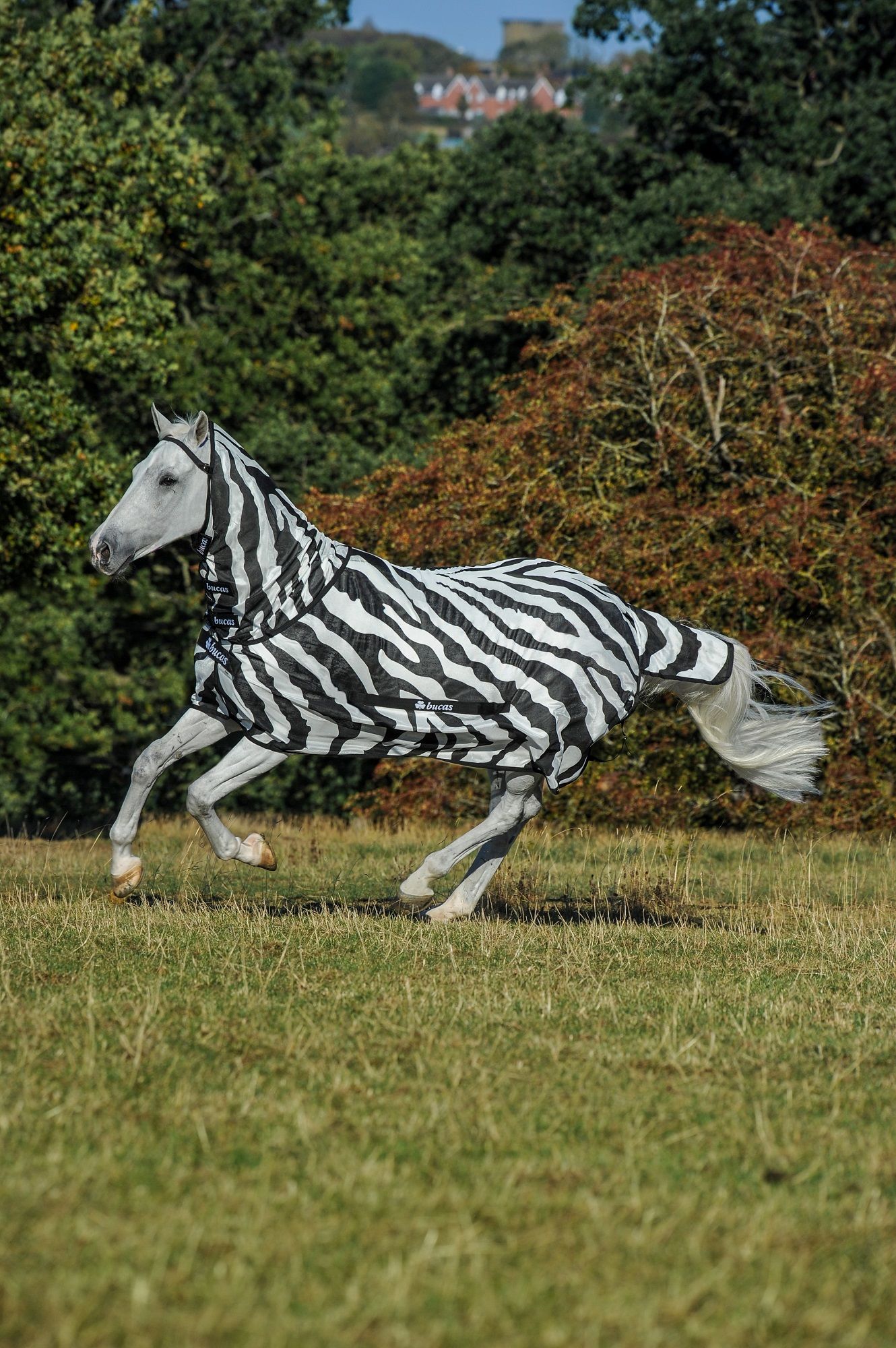 Pferdedecke mit Zebra-Muster. Graues Pferd auf einer Wiese. Das Logo "Bucas" ist sichtbar.