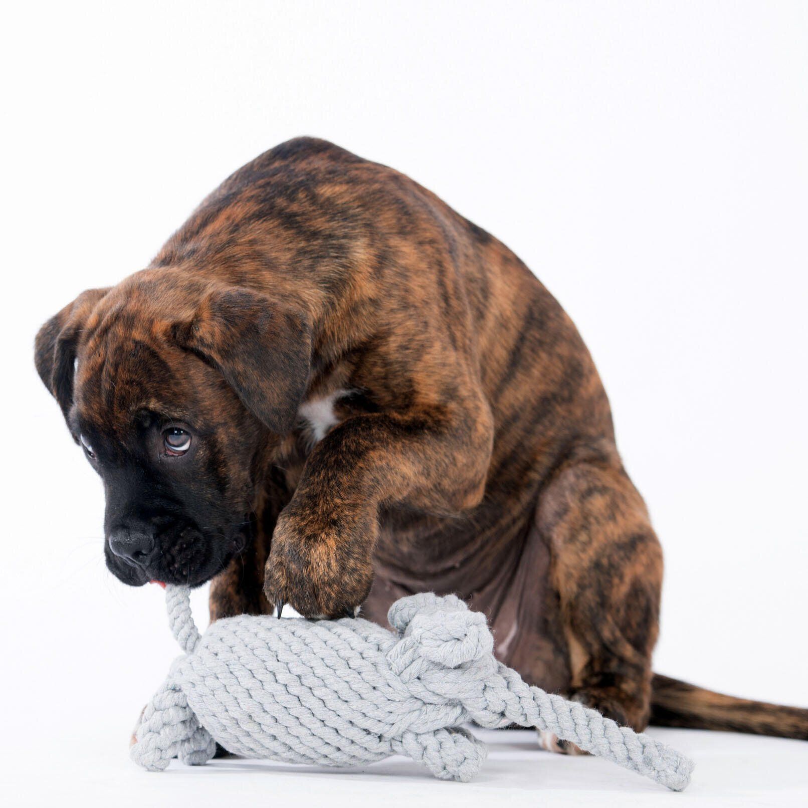 Hundespielzeug Elton Elefant - Laboni