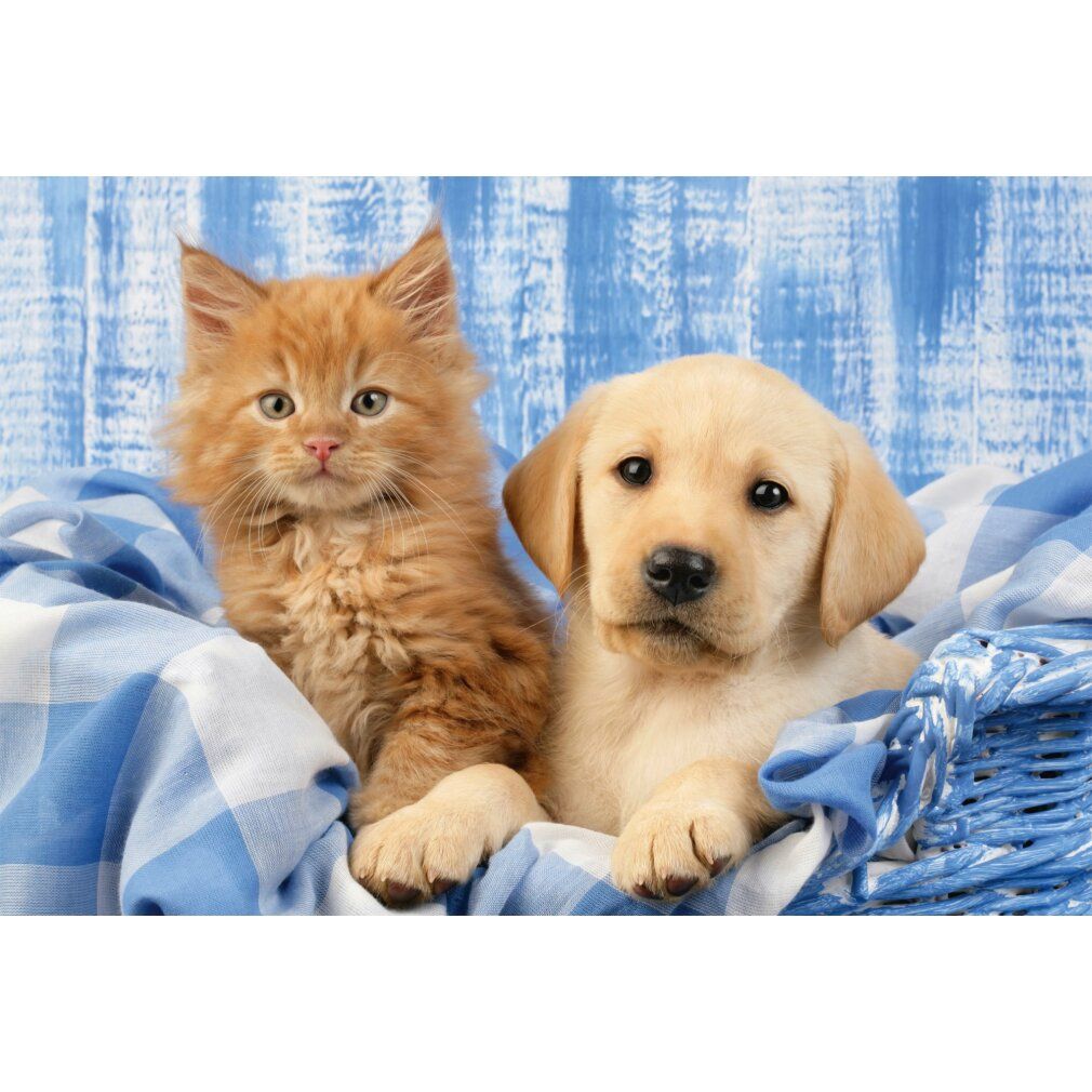 Schmidt Spiele Meine liebsten Haustierbabys, 3 x 48 Teile