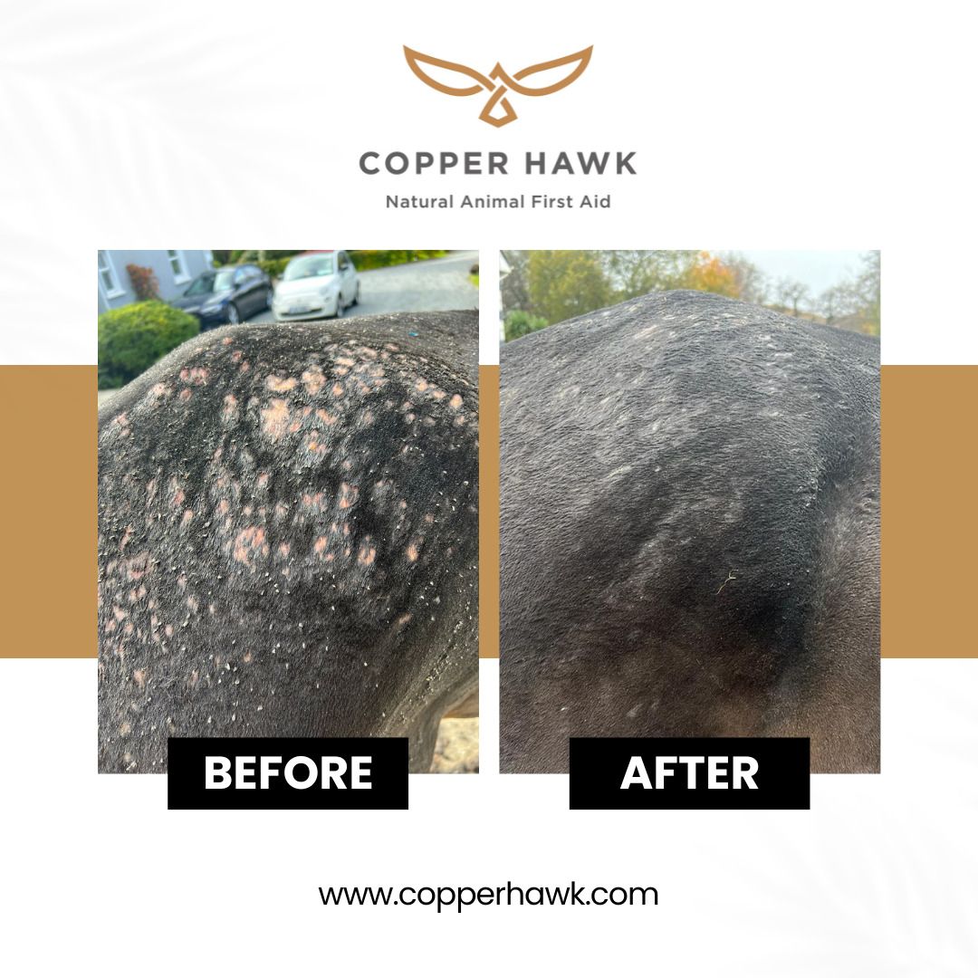 Vorher-Nachher-Vergleich. Pferd mit Hautproblemen. Nach Behandlung: Haut gesund. Text: Copper Hawk, Natural Animal First Aid.