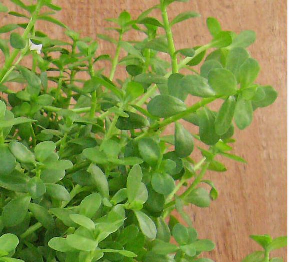 Nahaufnahme von grünen Pflanzen. Kleine grüne Blätter mit Stielen. Hintergrund aus Holz.