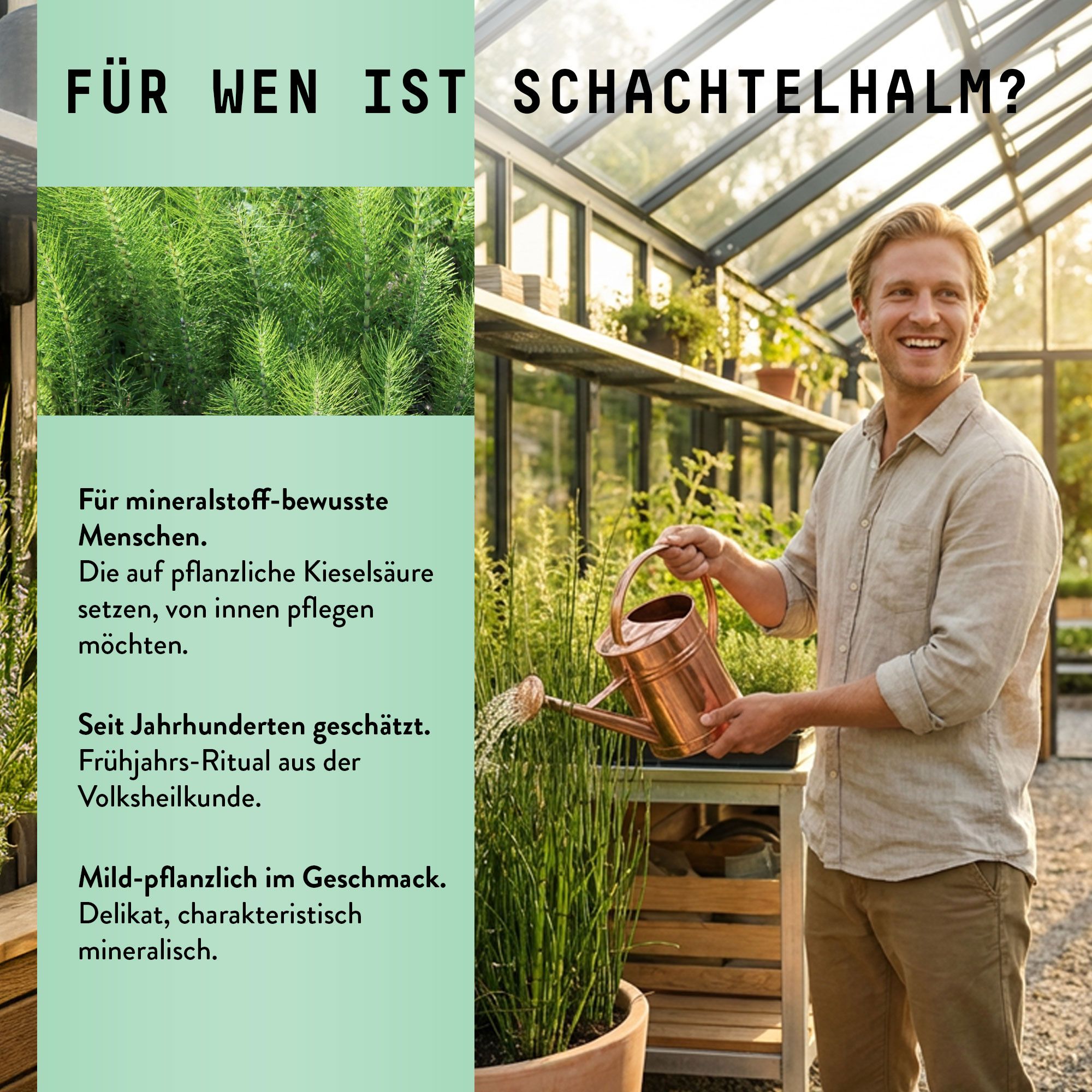Mann in Gewächshaus mit Gießkanne. Text: Für wen ist Schachtelhalm? Text über mineralstoffbewusste Menschen.