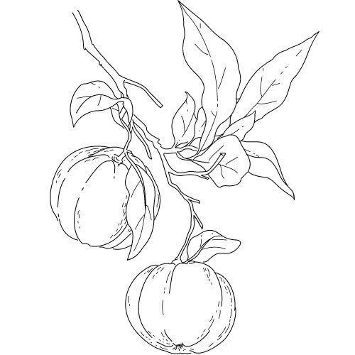 Alteya Organics Neroli Öl 100%