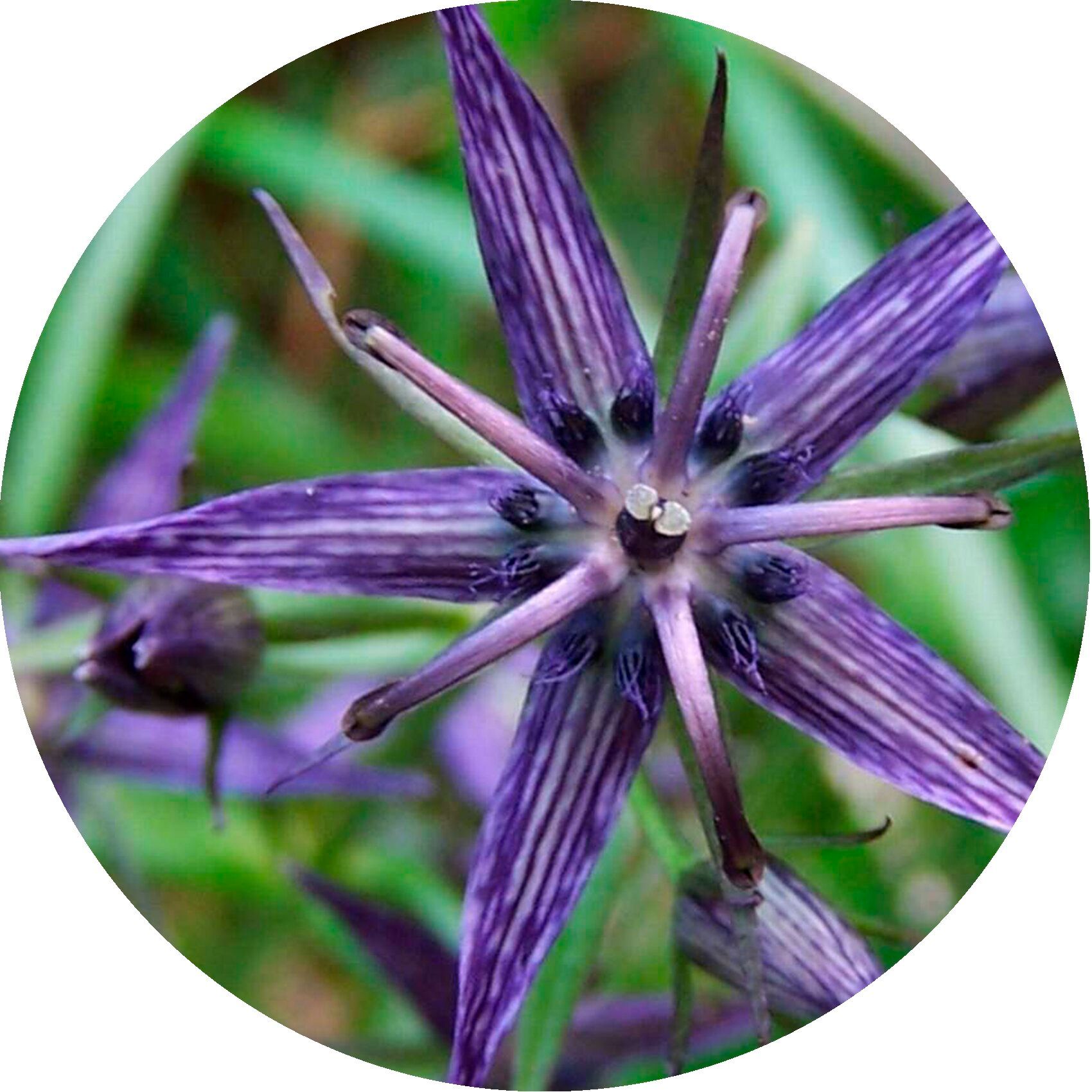 Nahaufnahme einer lila Blume mit sternförmigen Blütenblättern. Die Blüte ist in einem grünen Kreis platziert.