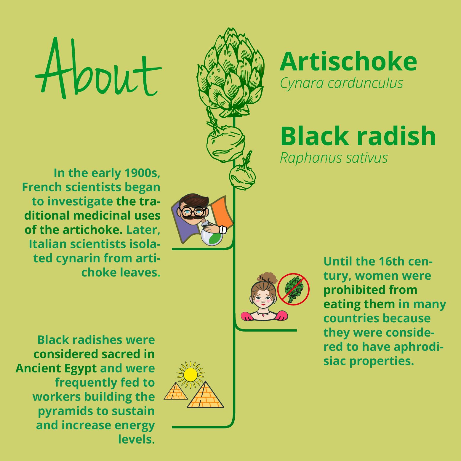 Infografik über Artischocke und schwarzen Rettich. Text über traditionelle Verwendung und Geschichte.