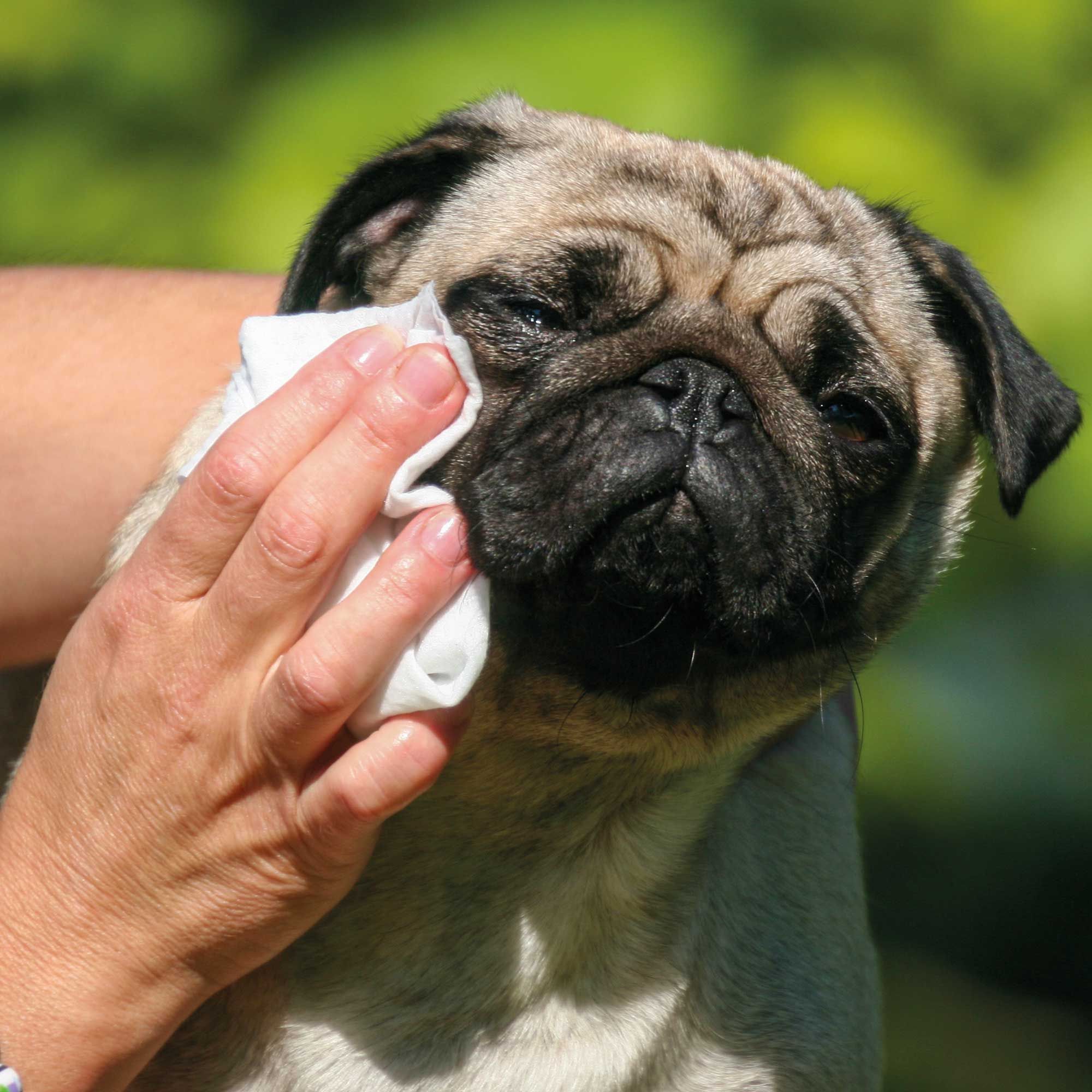 Schecker Augenpflege Tücher für Hunde