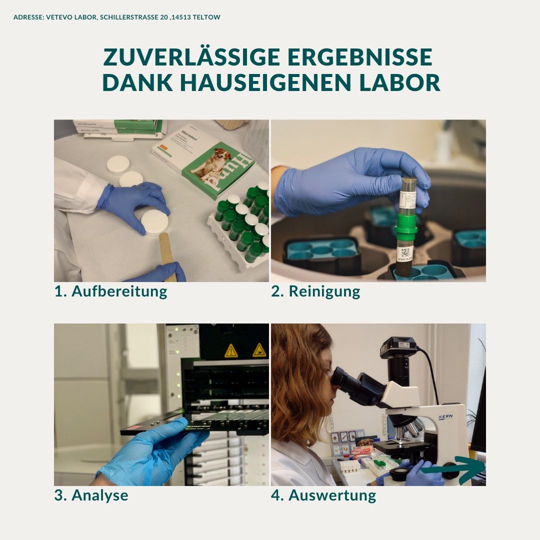 Vier Laborbilder: Probenvorbereitung, Reinigung, Analyse, Auswertung mit Mikroskop.