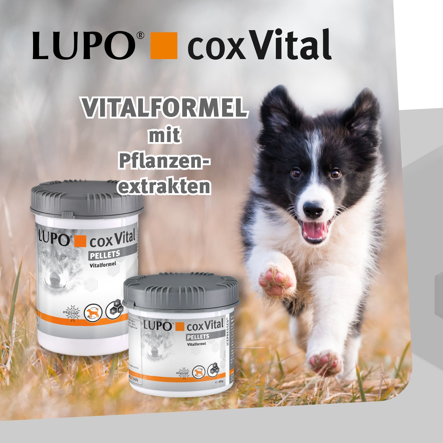 Zwei Dosen LUPO coxVital PELLETS vor einem Hund. Text: Vitalformel mit Pflanzenextrakten. Hintergrund: Gras.
