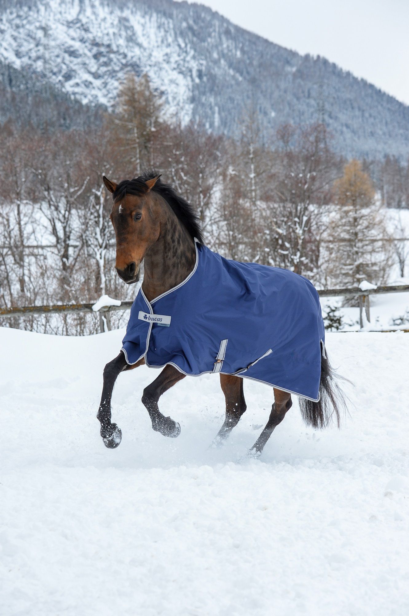 Blauer Bucas Freedom Turnout. Pferdedecke mit silberner Einfassung. Pferd im Schnee, Berglandschaft im Hintergrund.