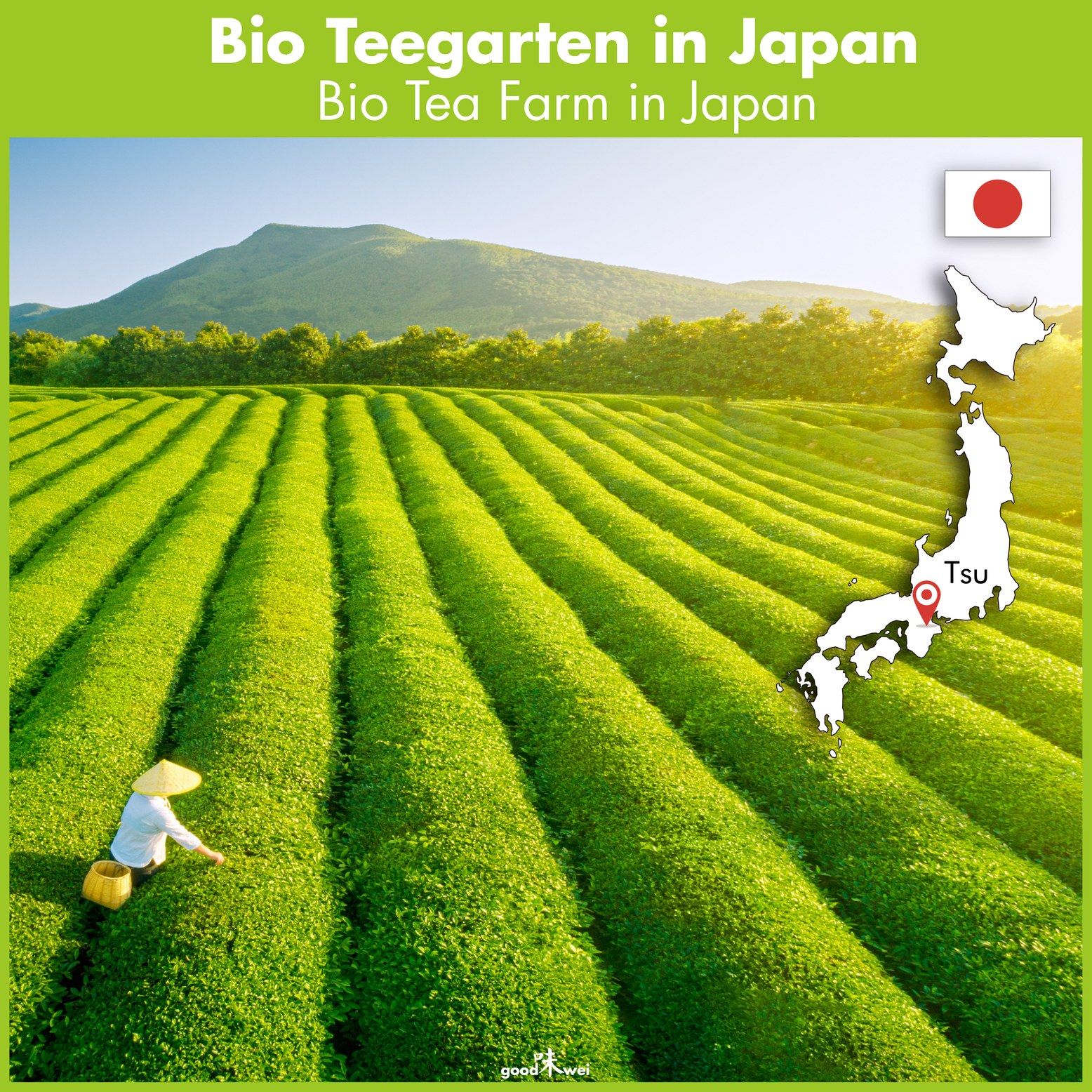 Landschaft mit Teeplantagen in Japan. Karte von Japan mit Markierung. Text: Bio Teegarten in Japan.
