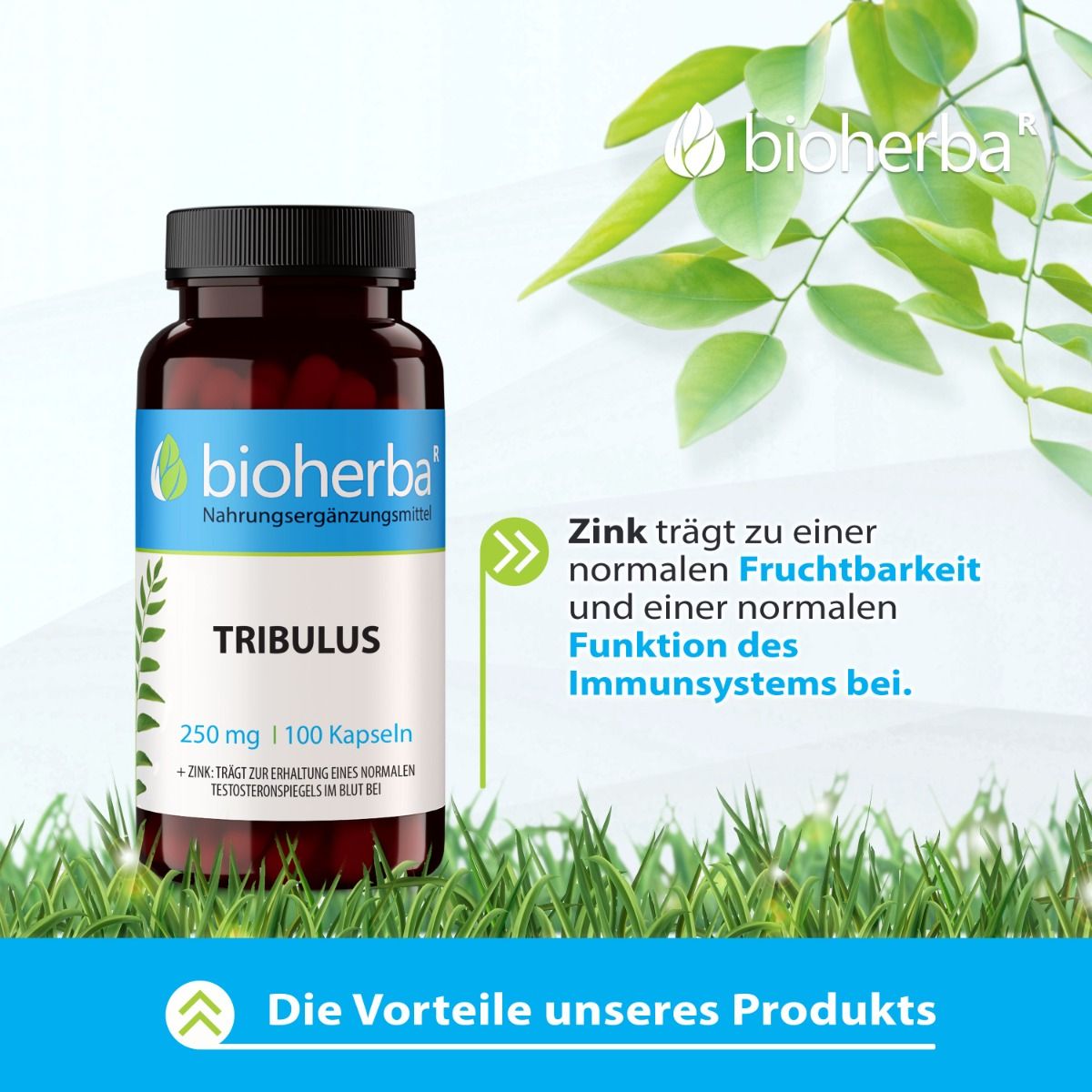 Braune Flasche mit schwarzen Deckel. Aufschrift: Bioherba, Tribulus, 250 mg | 100 Kapseln. Text: Zink trägt zu... Immunsystems bei.