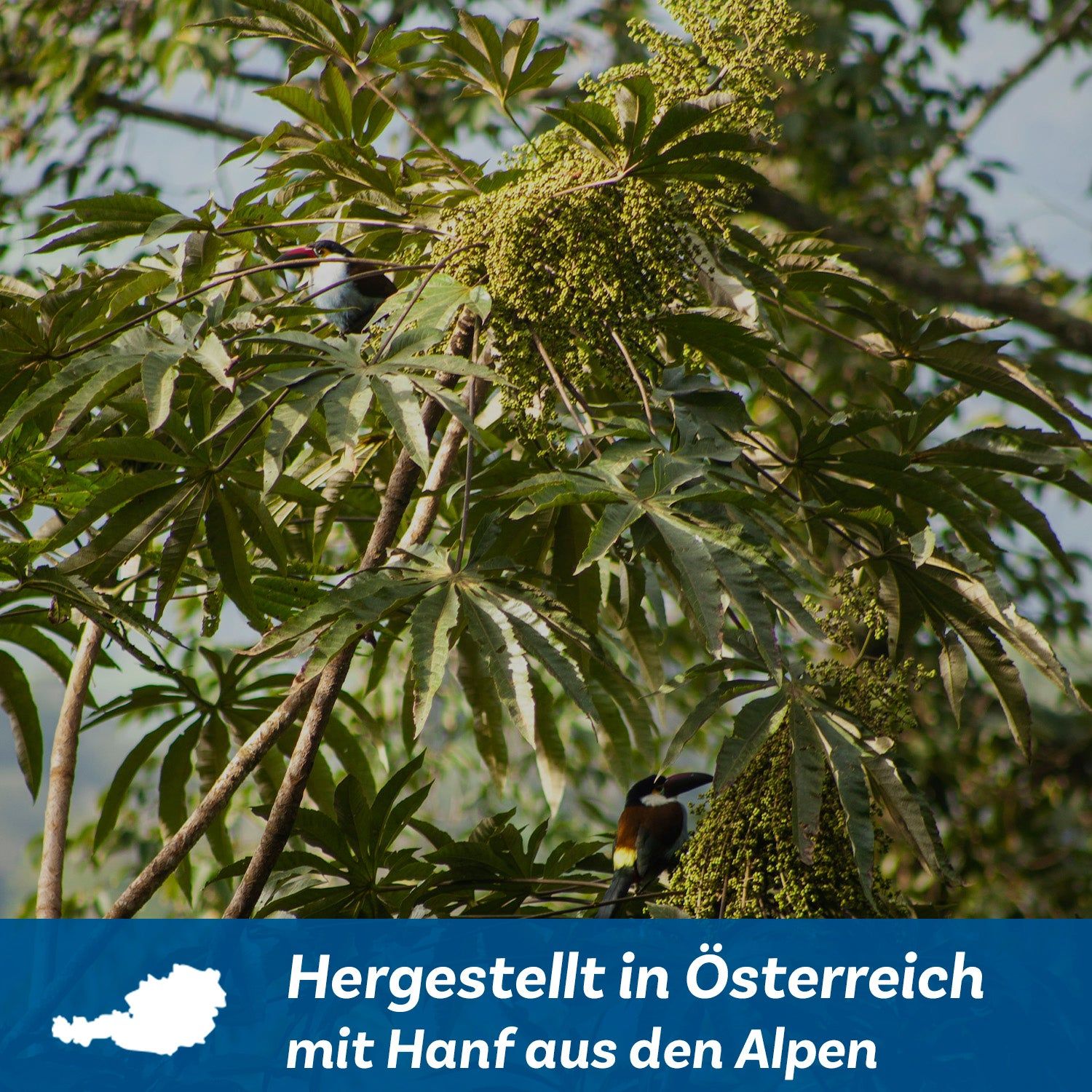 Zweig mit Blättern und Früchten. Text: "Hergestellt in Österreich mit Hanf aus den Alpen".