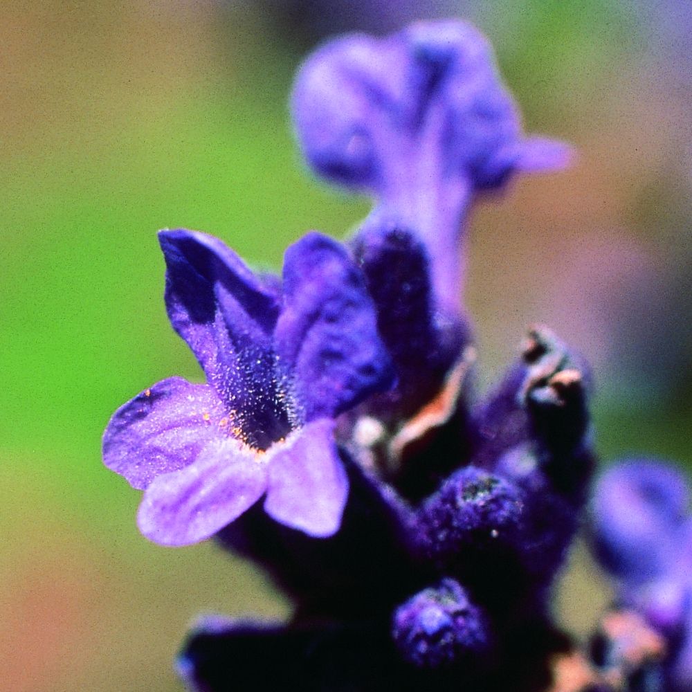 PHI Essences - Lavendel Wildblüten Essenz
