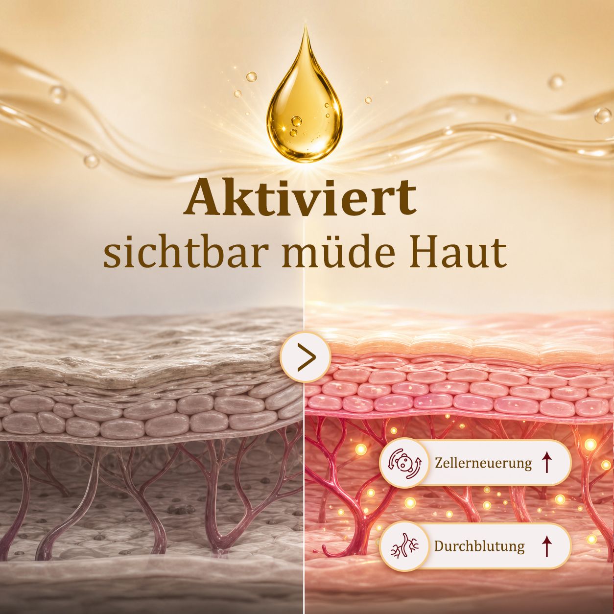 Vergleich der Hautstruktur vor und nach der Anwendung von Aktivierungsöl, mit Symbolen für Zellerneuerung und Durchblutung.