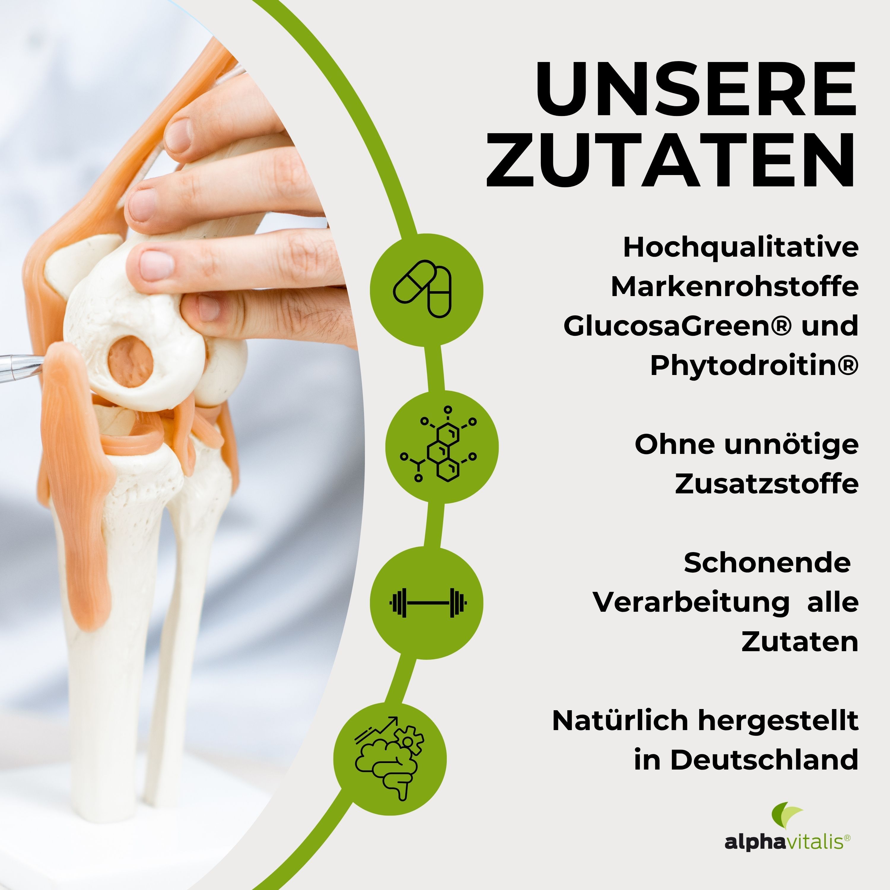 Modell eines Kniegelenks. Grafiken zeigen Inhaltsstoffe und Eigenschaften: GlucosamineGreen, Phytodroitin, ohne Zusatzstoffe, schonende Verarbeitung, hergestellt in Deutschland.
