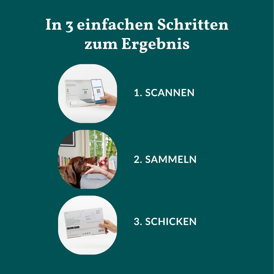 Schritte zur DNA-Analyse: Scannen, Sammeln, Schicken.