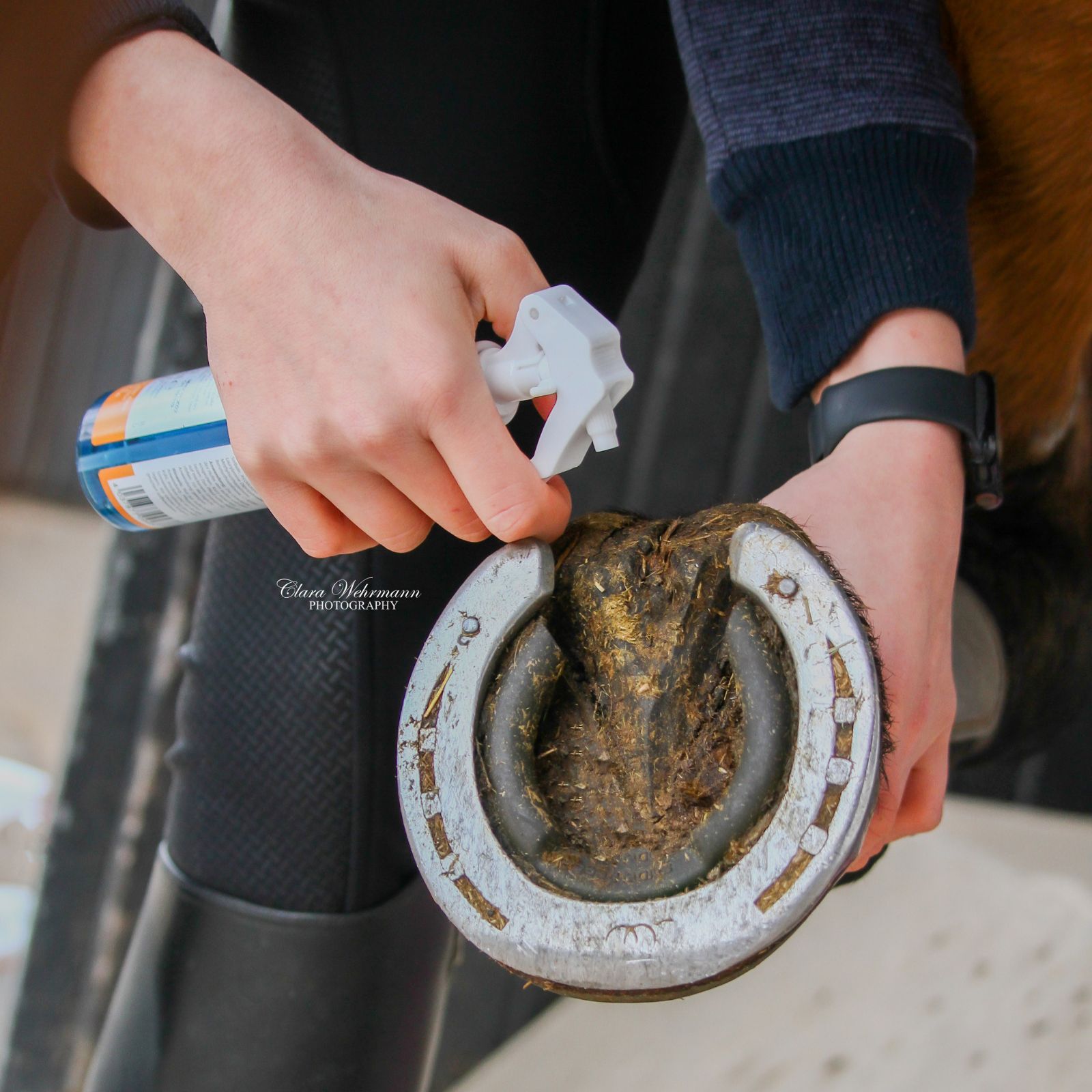 Person sprüht Stiefel Hufhärter auf einen Huf. Sprühflasche mit blauem Inhalt. Huf mit Hufeisen.